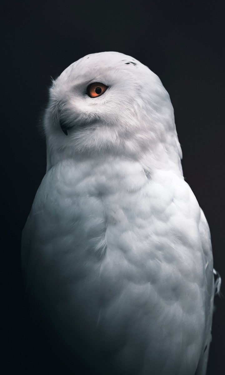 white owl