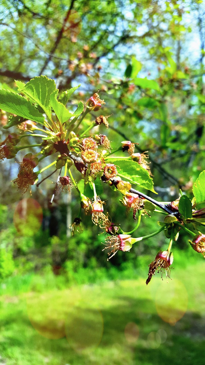 Cherry Trees