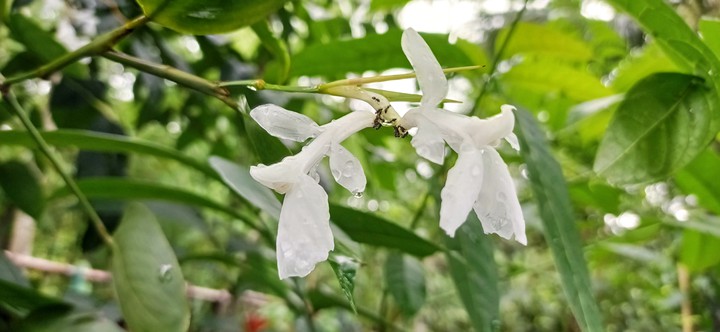 flower