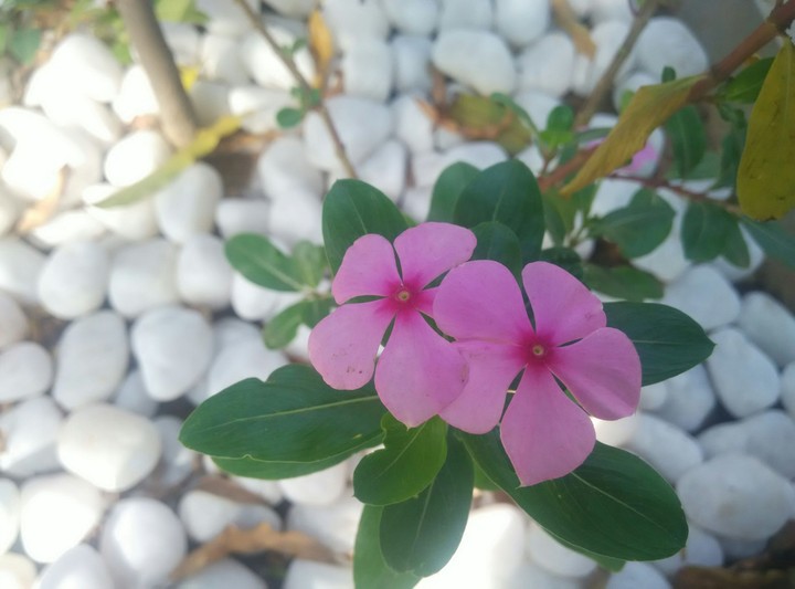 flower