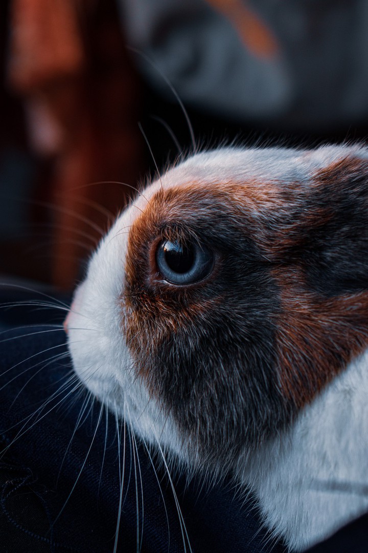 Rabbit