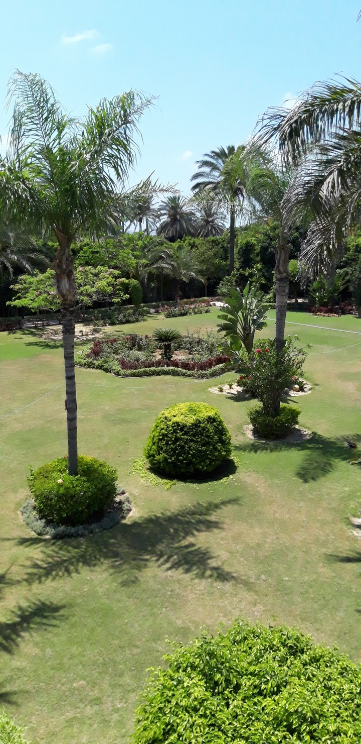 palm and Trees