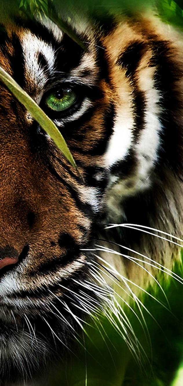 tiger