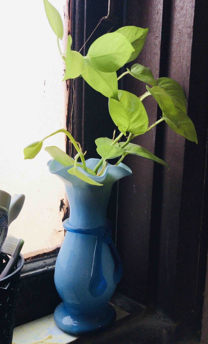 pothos