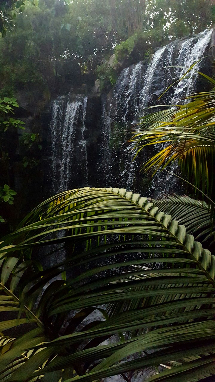 Rainforest