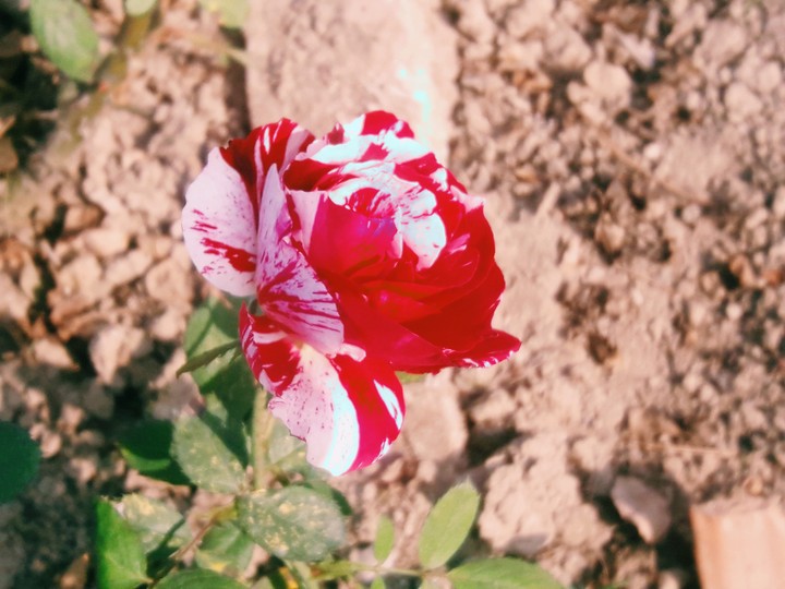 Red and White
