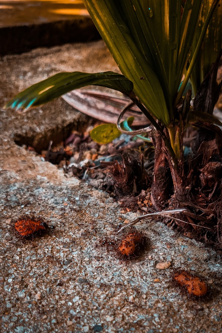 Ants