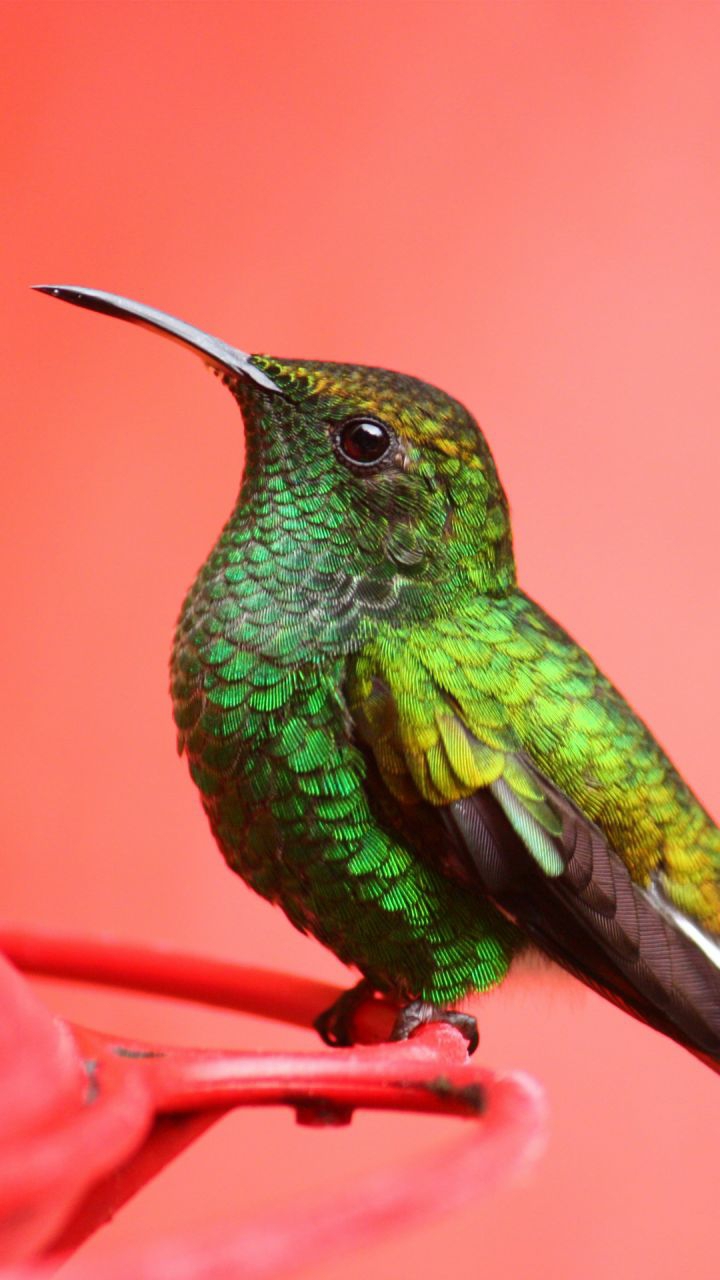 birds