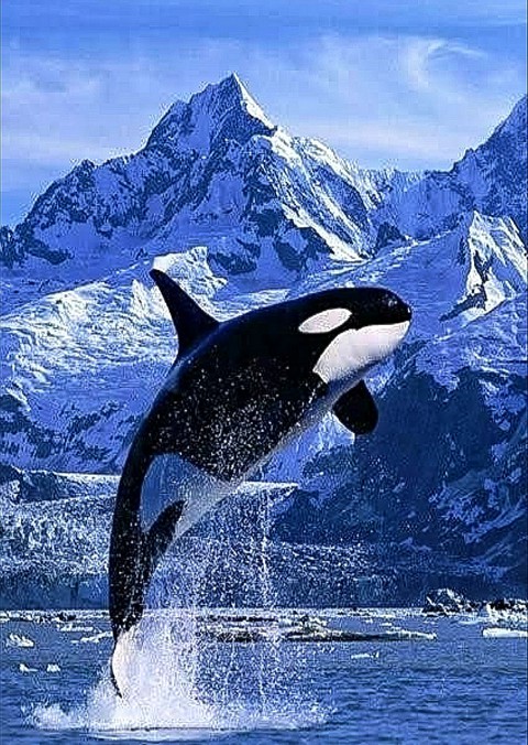 mk