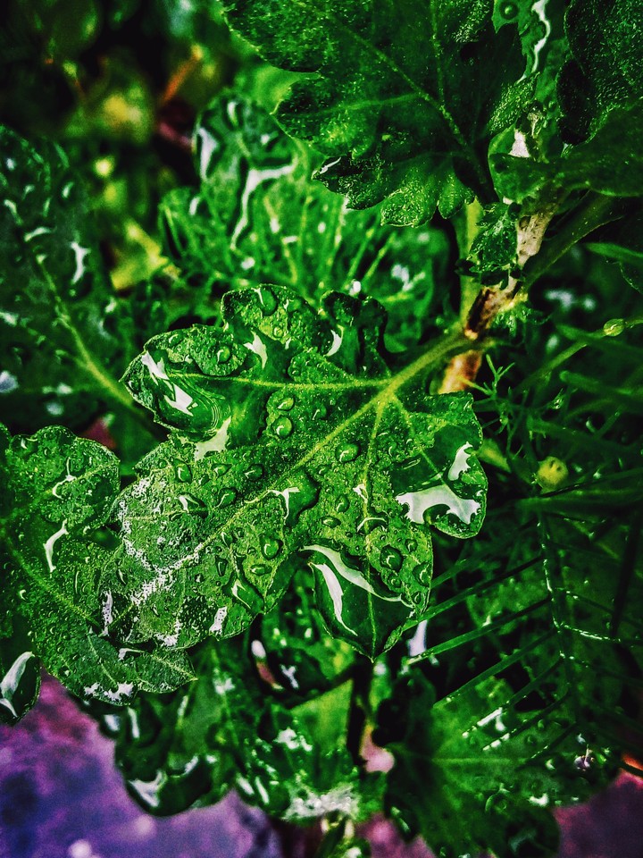 #droplets #leaf #natural #beauty #captured
