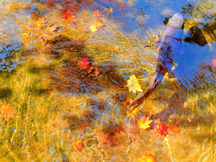 autumn leaves and fish