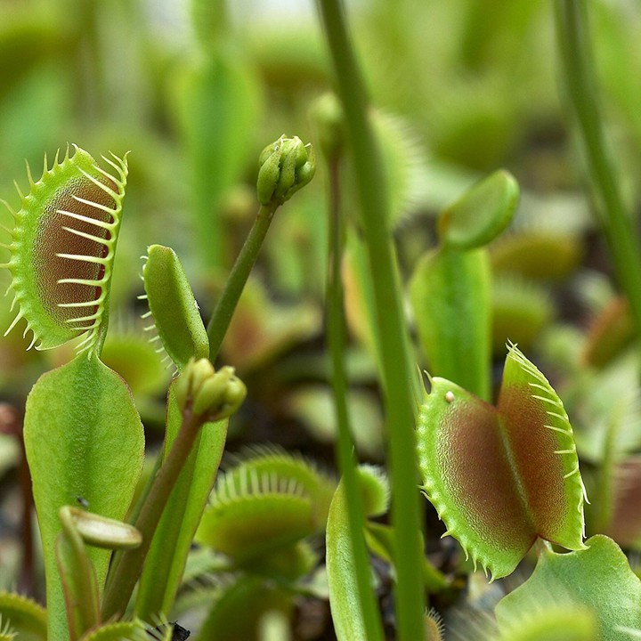 Venus-flytrap