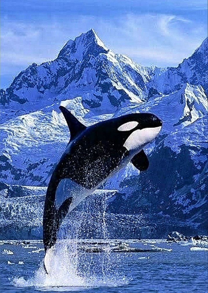 mk