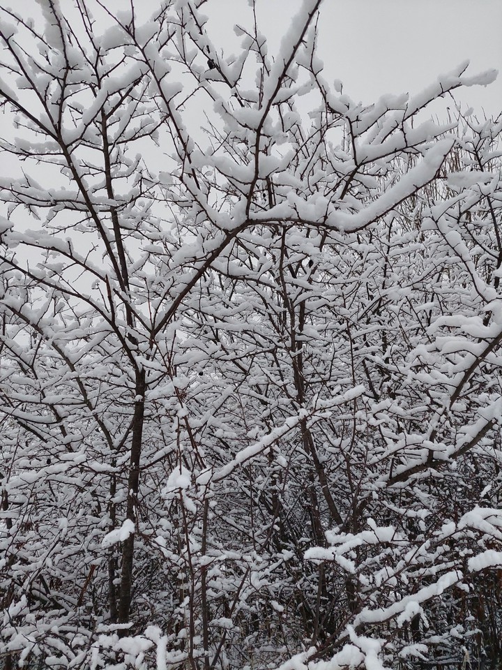 white tree