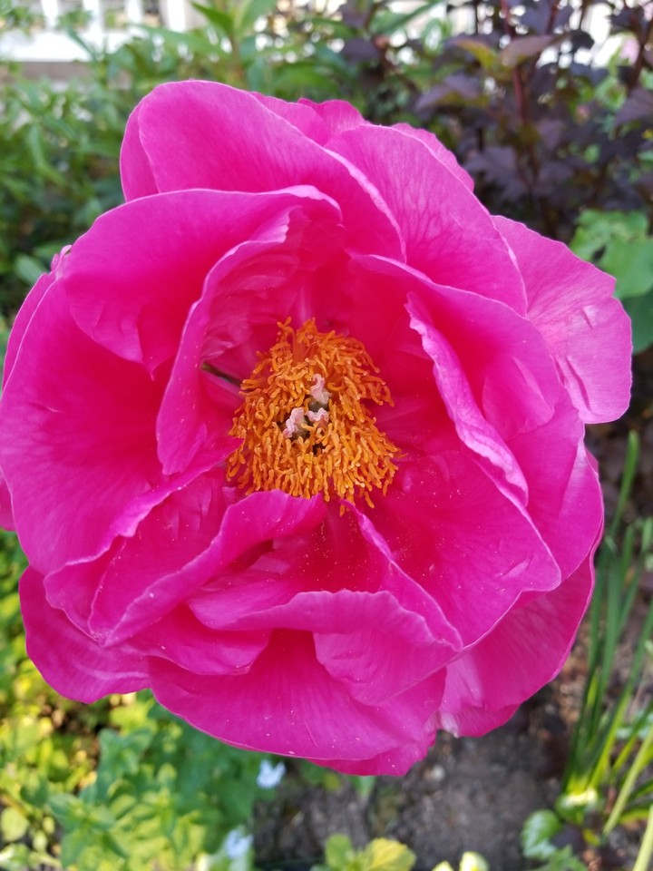 peonie 2017
