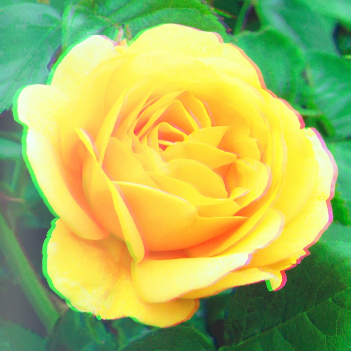 fleur