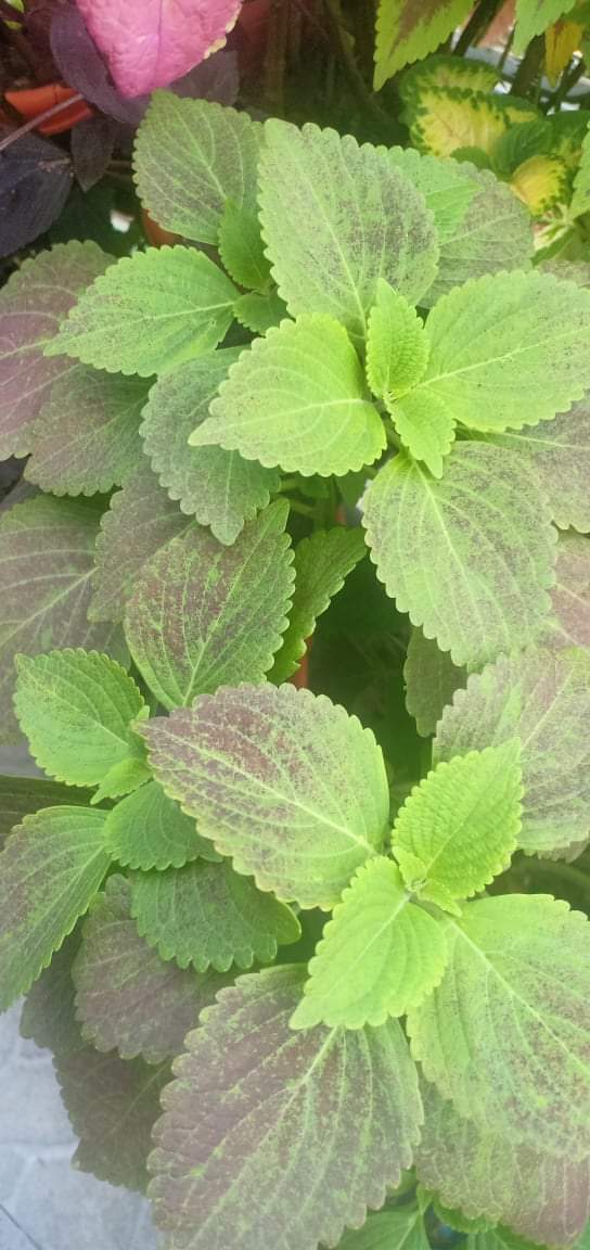 coleus