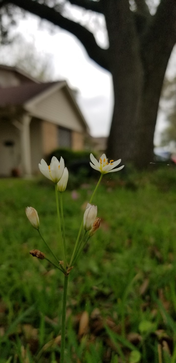 spring flower