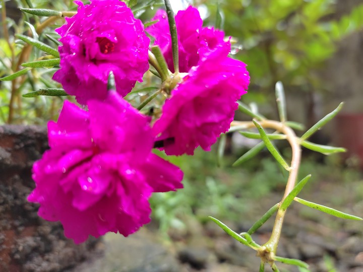 pink
