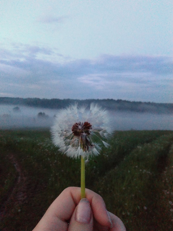 flower