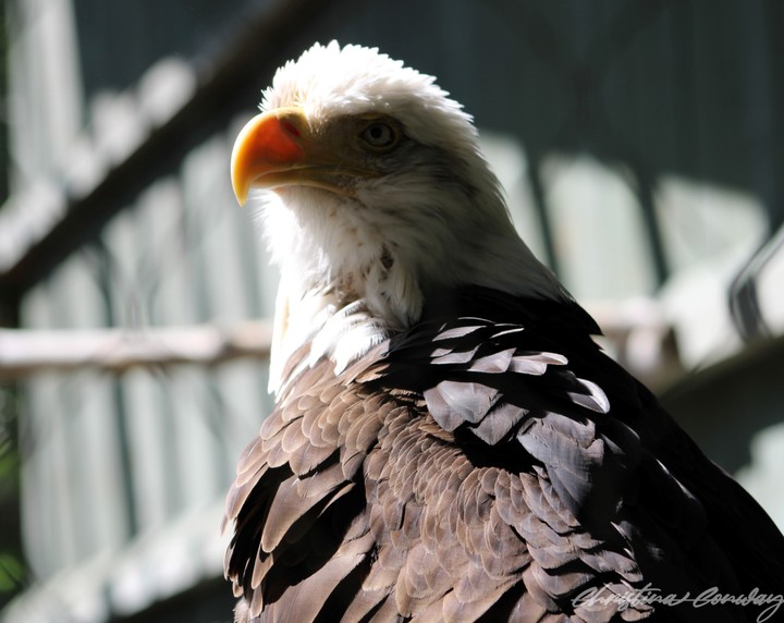 American bald eagle