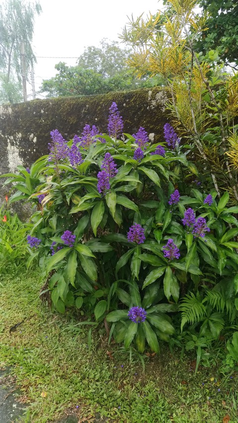 gengibre azul