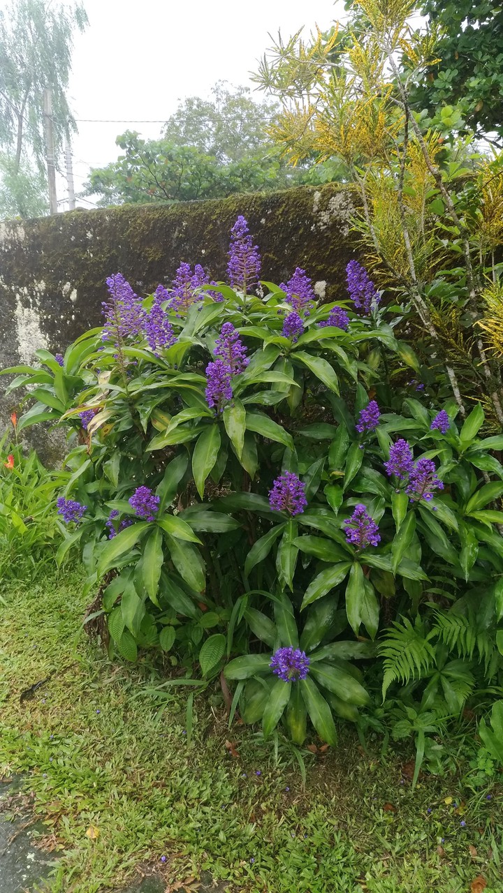 gengibre azul