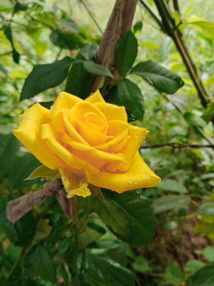 yellow roses