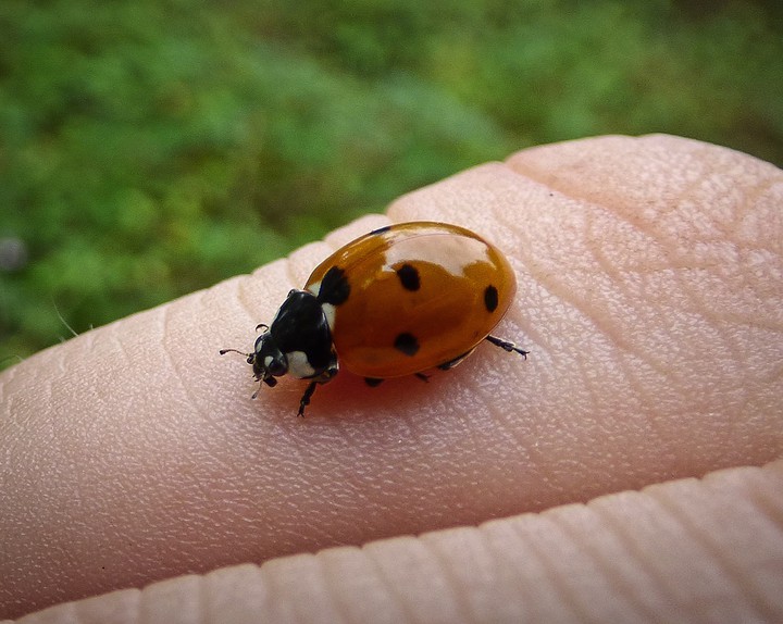 coccinelle