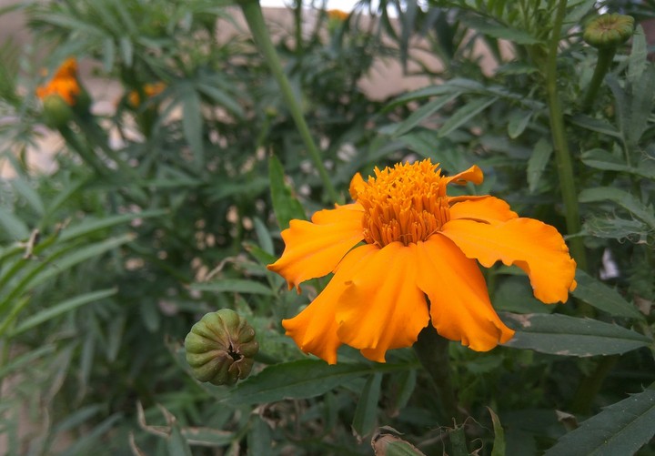 flower