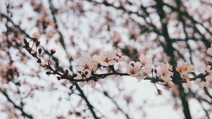 blossom