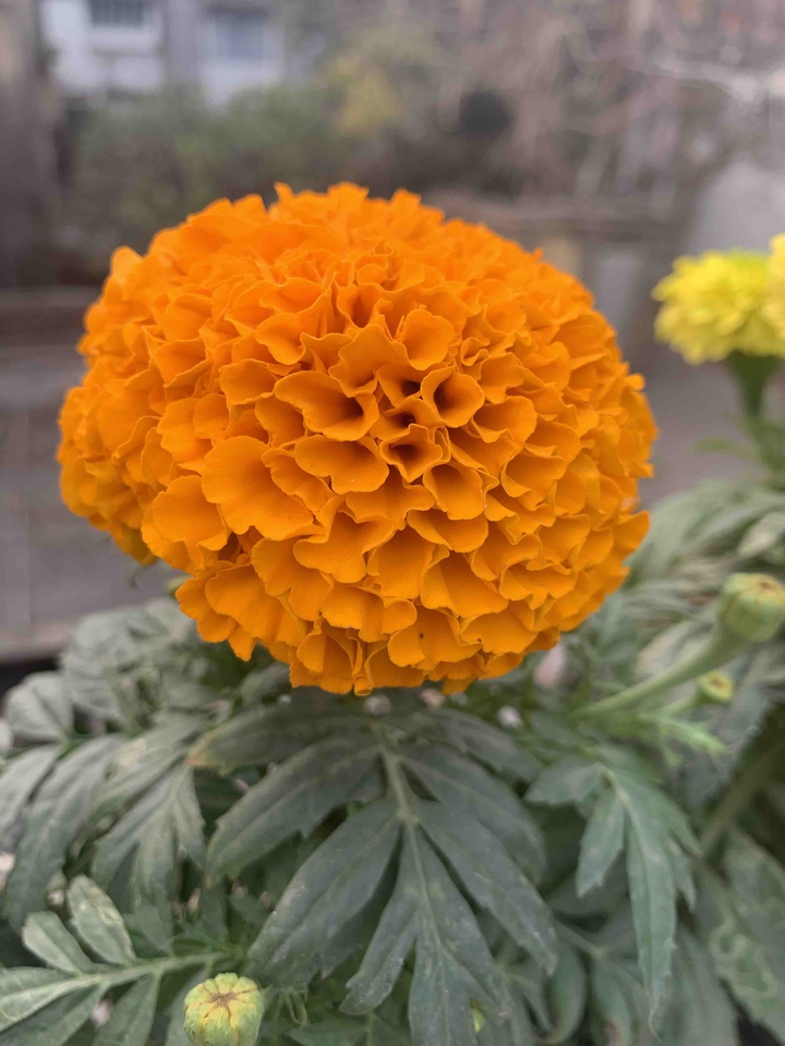 marigold