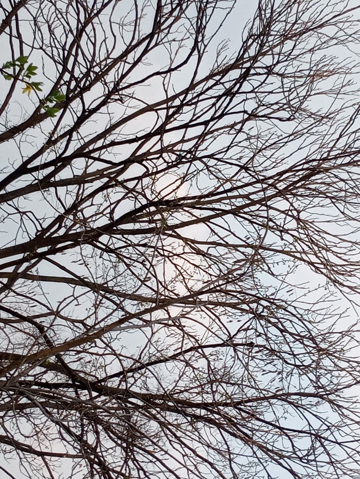 tree