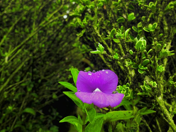 Lone Purple