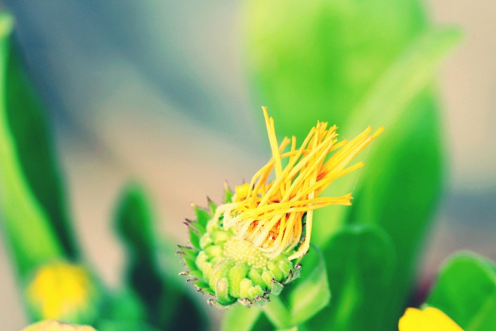 Flower Bud