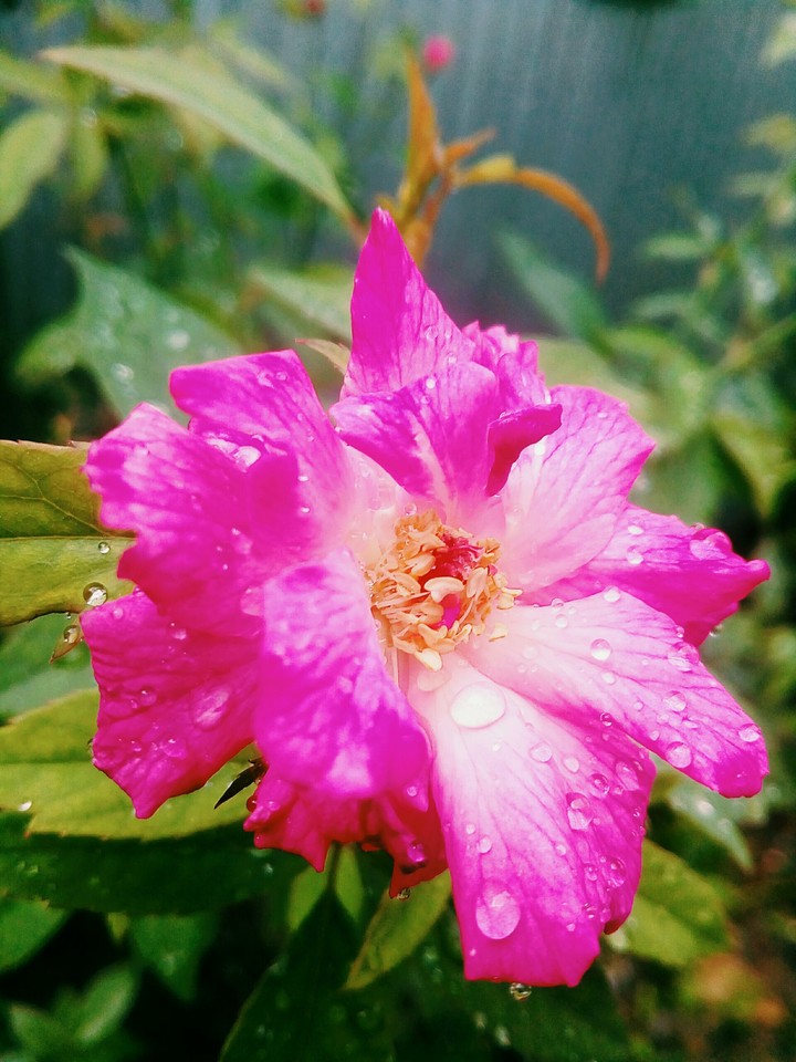 Rad Rose With Water Dorps
