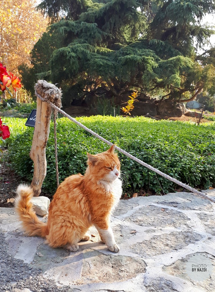 Cats can be patient