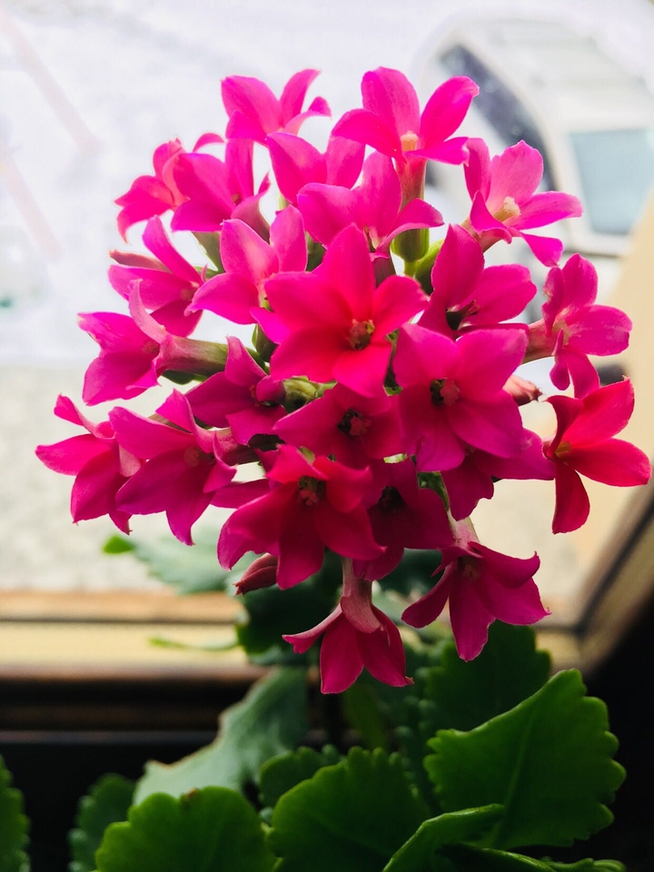 fucsia