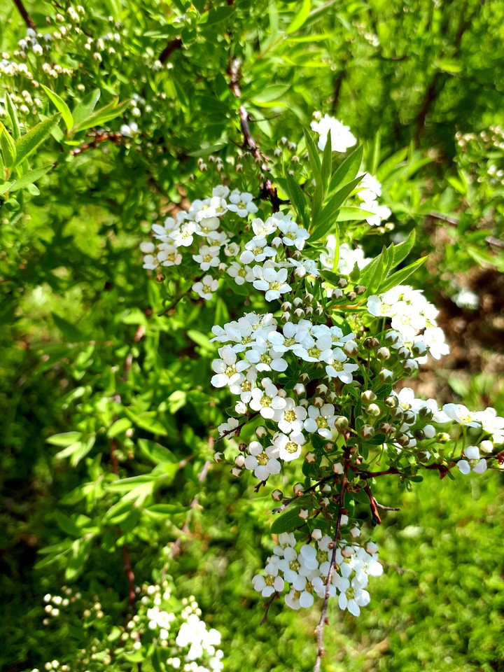 spring