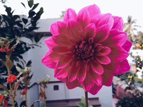 flower