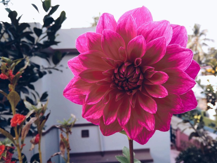 flower