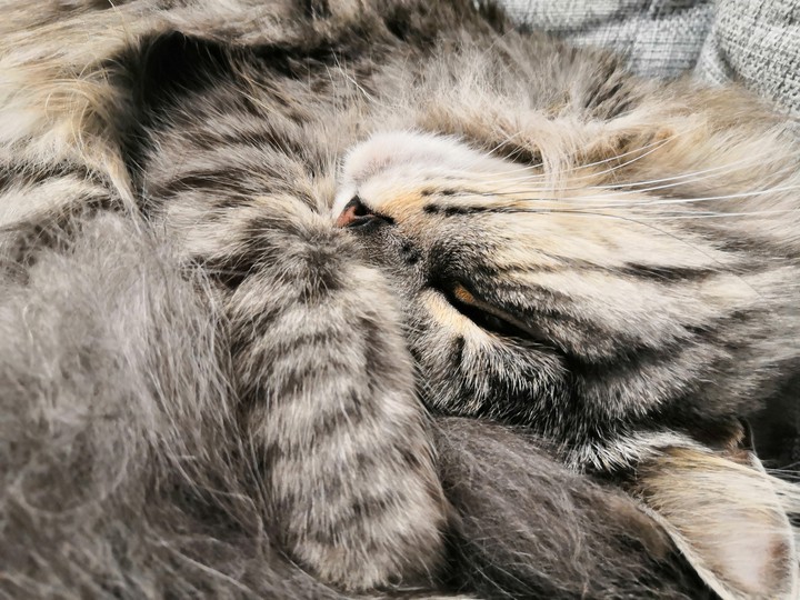 cat