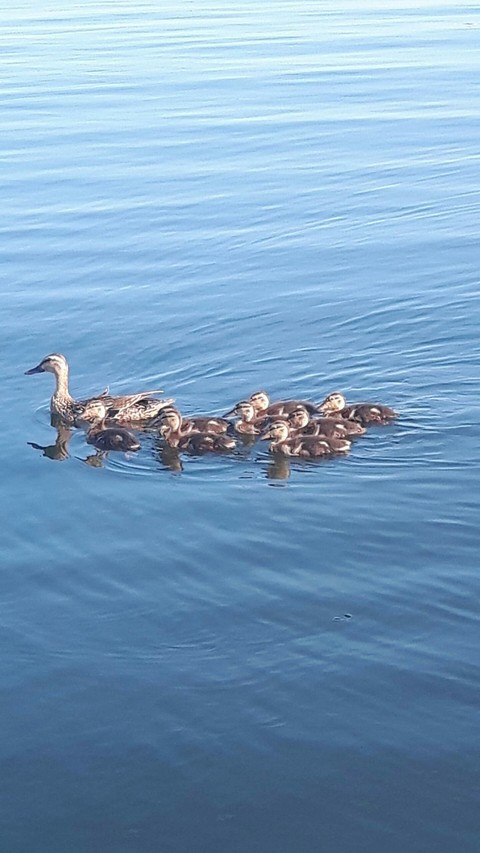 ducks
