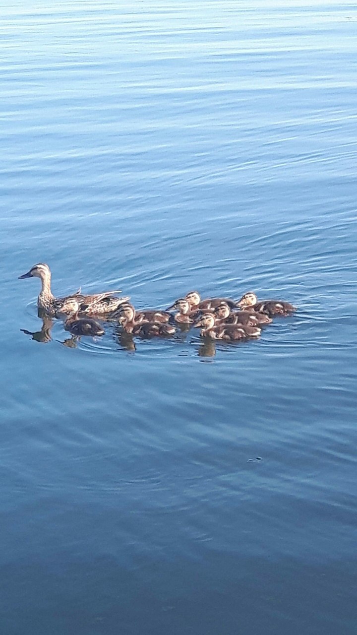 ducks