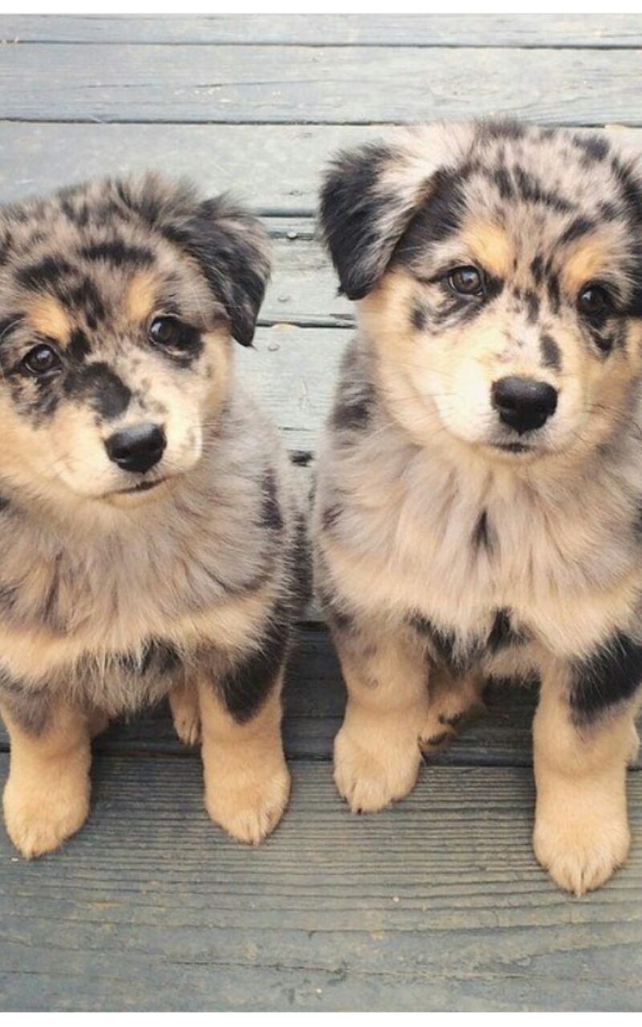 twins