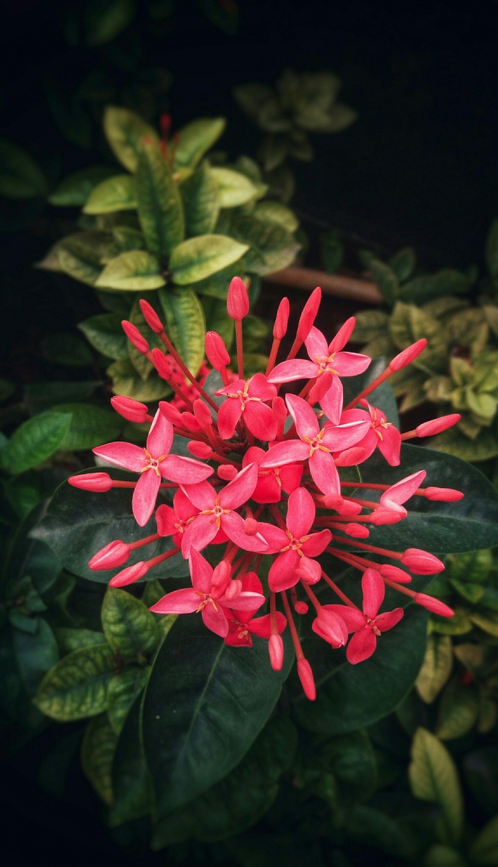 flower