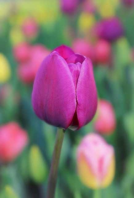 El jardín de tulipanes.