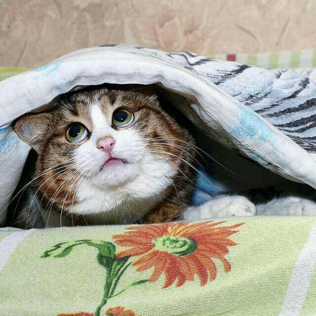 Котик