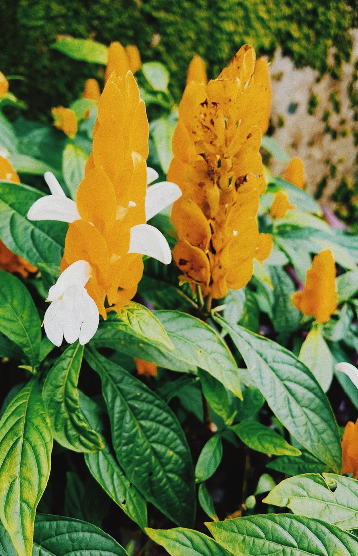 Yellow flower