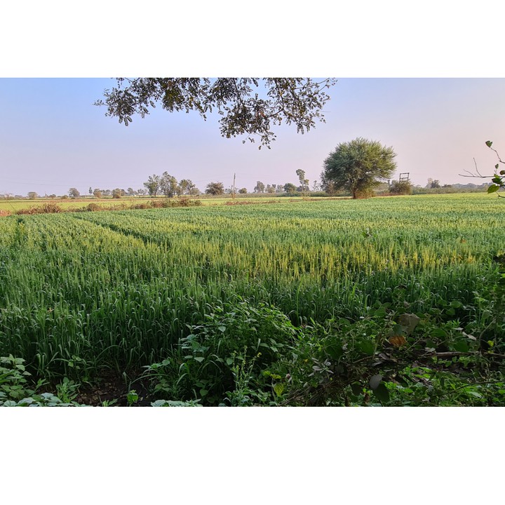 farm